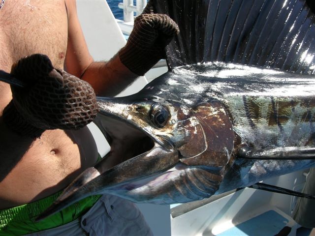 Rowley Shoals - Sailfish Closeup